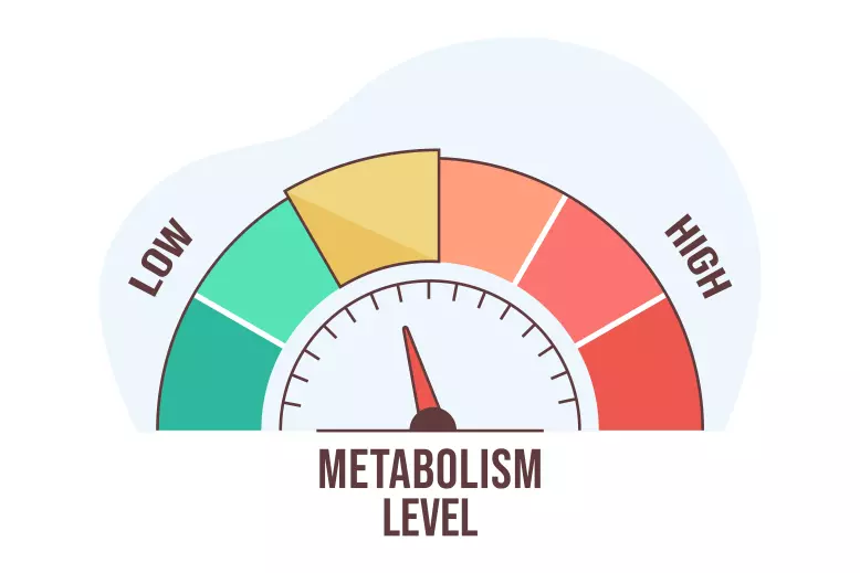 7 Signs You Have A Slow Metabolism